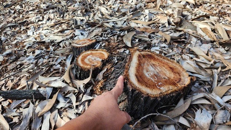 Huế: Hàng ngàn cây rừng phòng hộ bị chặt trước giờ sáp nhập ảnh 1