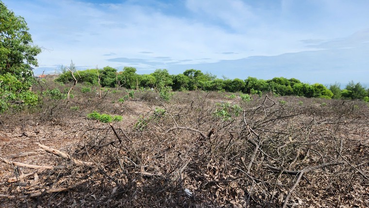 TP.Huế: Đề nghị công an điều tra vụ phá rừng phòng hộ trước sáp nhập ảnh 1