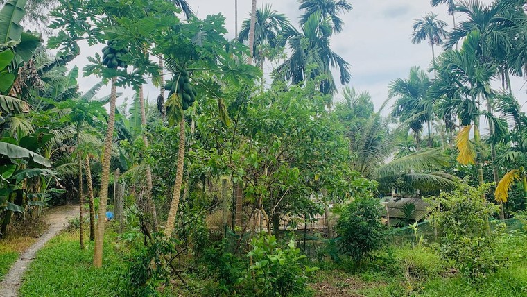 Chuyện nữ sinh lớp 9 ở Vĩnh Long: Thân phận người ở lại ảnh 2