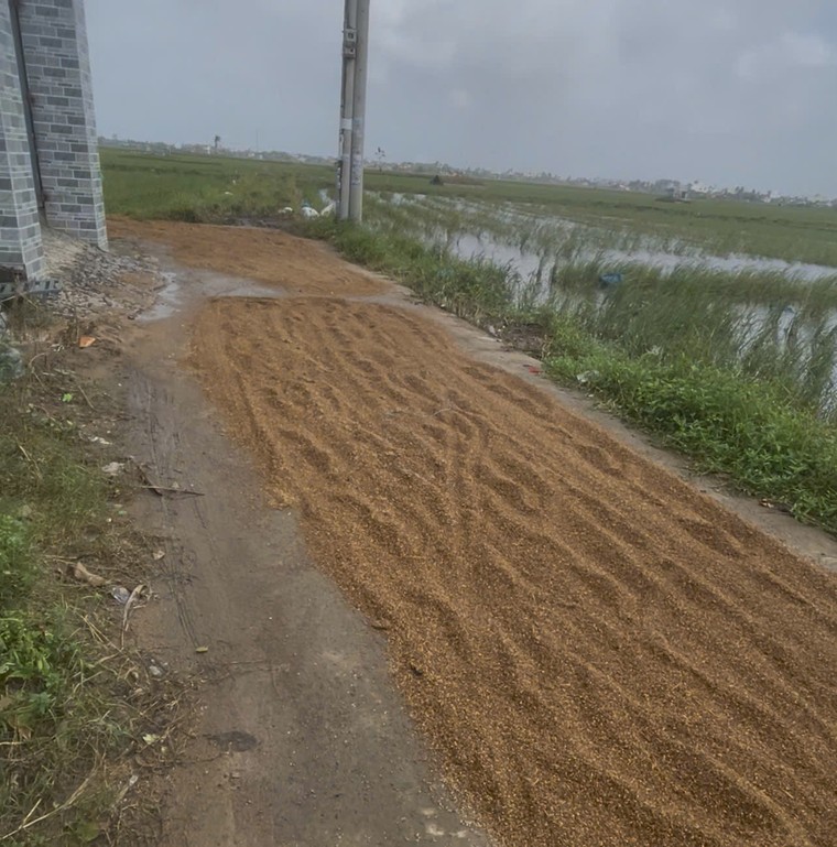 Vùng lũ Phú Yên: Phơi lúa trong mưa ảnh 4