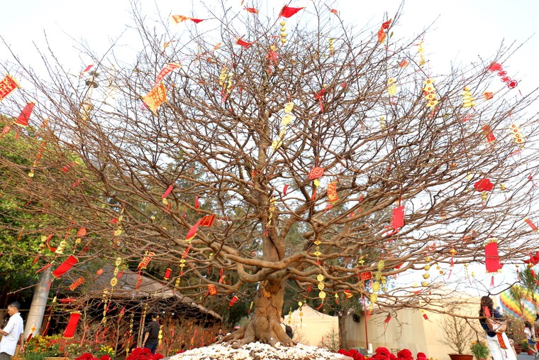 Vinhomes Green Paradise đưa cây mai cổ 150 tuổi về Lễ hội Xuân Cần Giờ ảnh 4