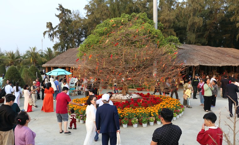 Vinhomes Green Paradise đưa cây mai cổ 150 tuổi về Lễ hội Xuân Cần Giờ ảnh 3