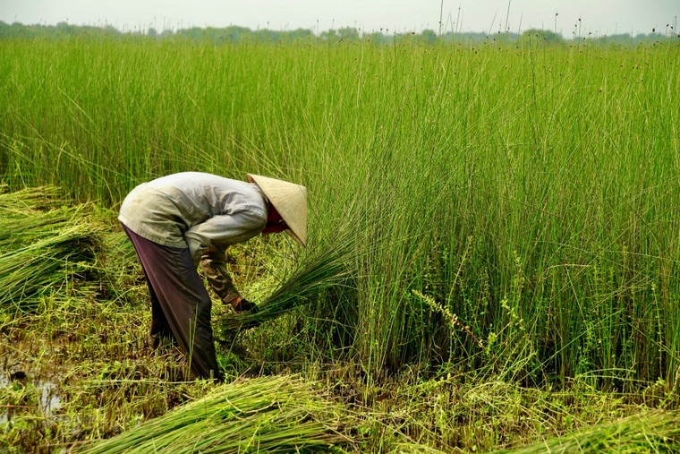 Hơn 500 năm dệt cỏ thành ‘tiền’ ảnh 1