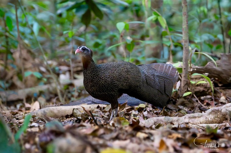 Săn ảnh chim quý “Trĩ sao Việt Nam” đẹp đến sững sờ ảnh 1