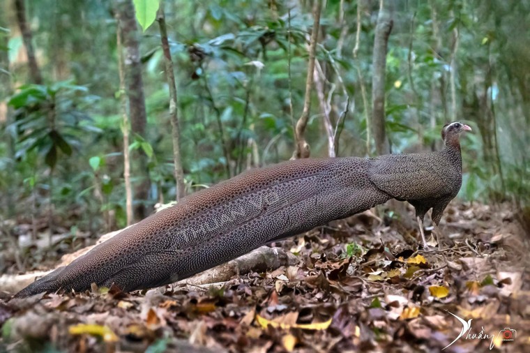 Săn ảnh chim quý “Trĩ sao Việt Nam” đẹp đến sững sờ ảnh 2