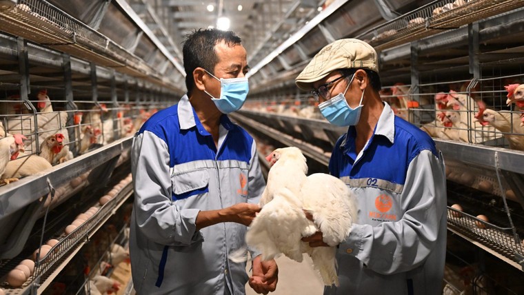 Pinky Egg chính thức lên kệ Bách Hóa Xanh ảnh 4