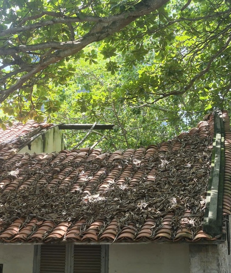 Số phận thăng trầm của một Di tích lịch sử cách mạng cấp Quốc gia ở TPHCM ảnh 4