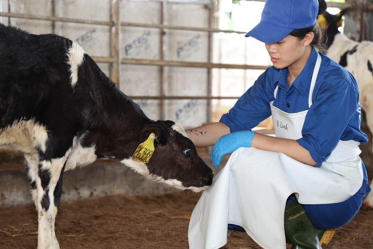 Chuyện cô gái 9x học thú y để về quê: Gắn bó với Sữa Tươi Kun và tổ ấm bình yên trên mảnh đất quê hương ảnh 1
