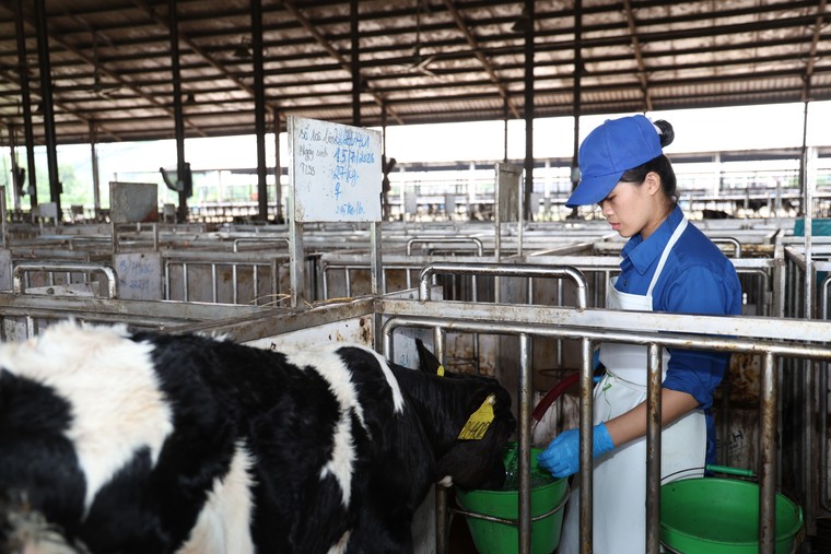 Chuyện cô gái 9x học thú y để về quê: Gắn bó với Sữa Tươi Kun và tổ ấm bình yên trên mảnh đất quê hương ảnh 2