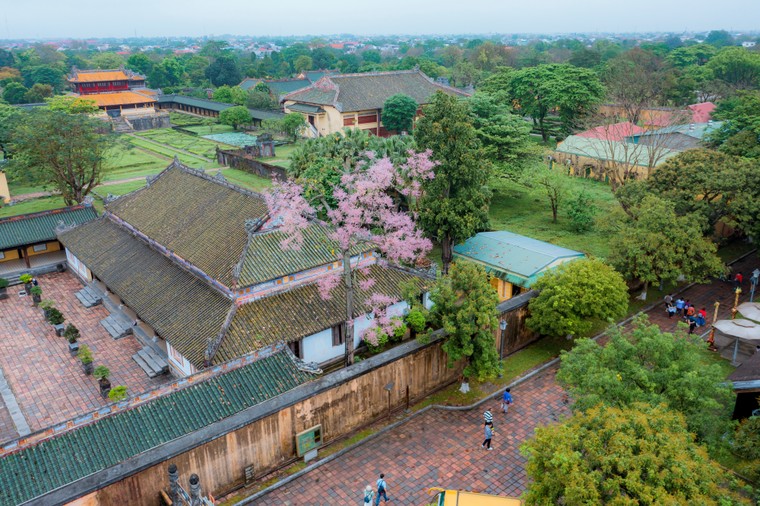 Đẹp nao lòng mùa ngô đồng đơm hoa ở Hoàng thành Huế ảnh 6