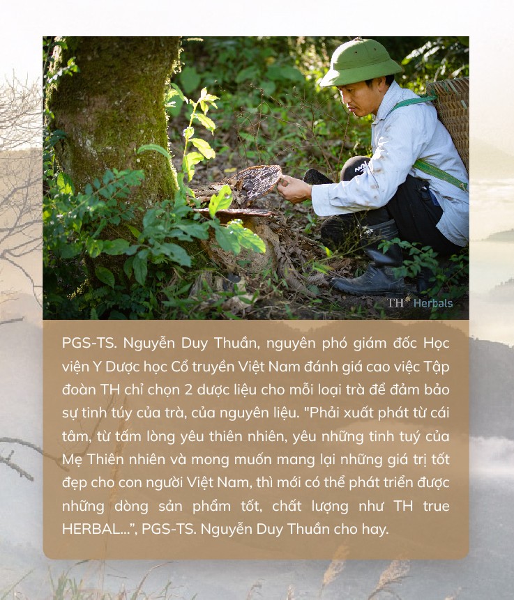 Trà túi lọc TH true HERBAL - chắt lọc và lan tỏa tinh hoa thảo dược Việt ra thế giới ảnh 4