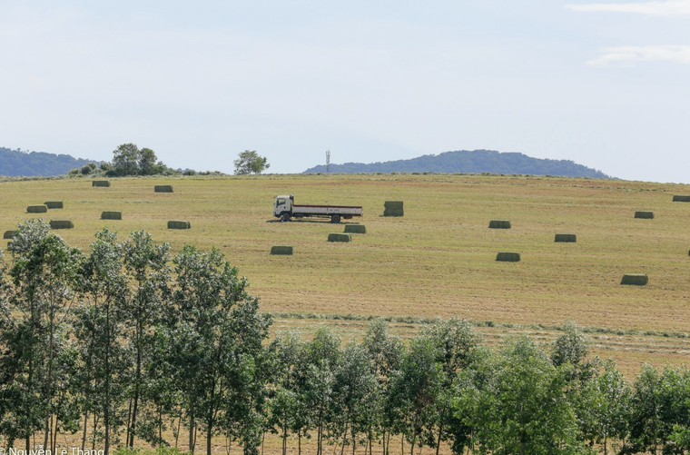 Đồng cỏ rộng hàng ngàn ha mãn nhãn ở Nghệ An “đốn tim” du khách ảnh 10