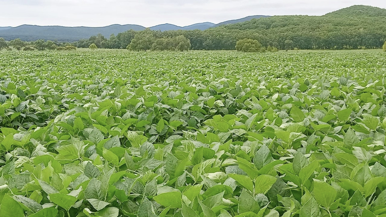 Doanh nghiệp Việt rót 19 tỷ Rub vào dự án nông nghiệp ở vùng Viễn Đông của Nga ảnh 3