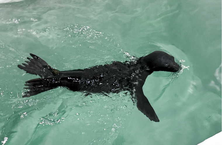 Chú sư tử biển California đầu tiên chào đời tại Việt Nam ảnh 1