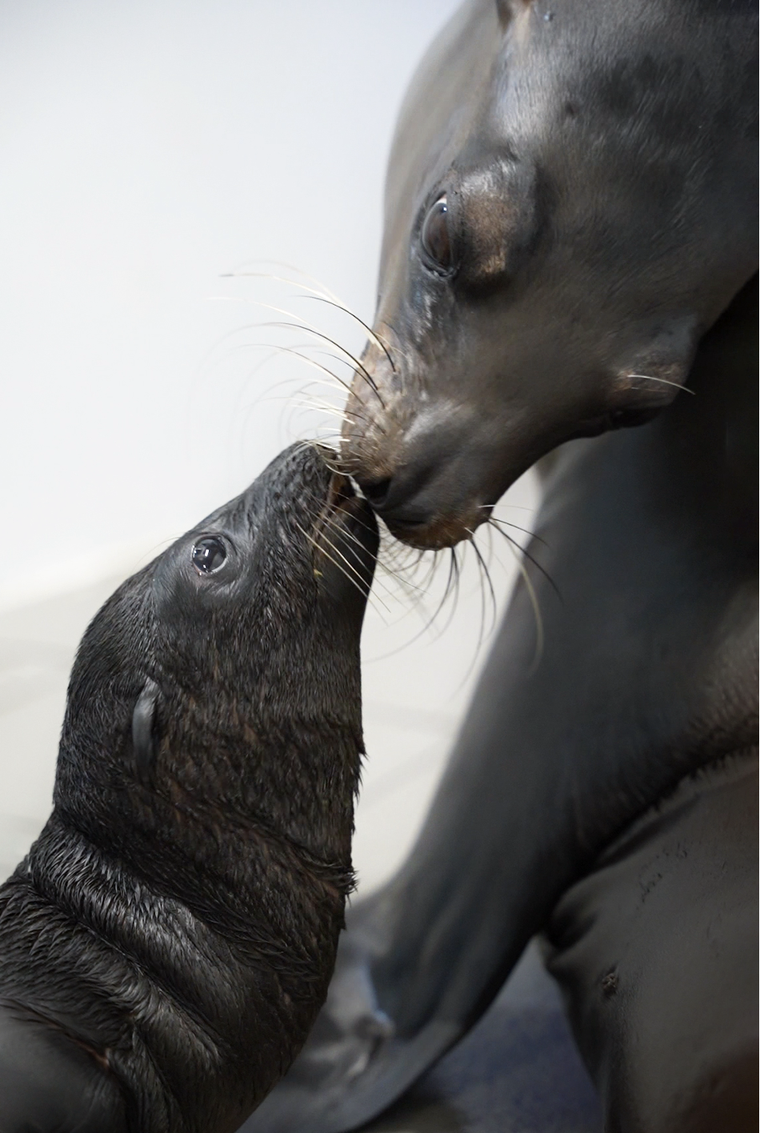 Chú sư tử biển California đầu tiên chào đời tại Việt Nam ảnh 2