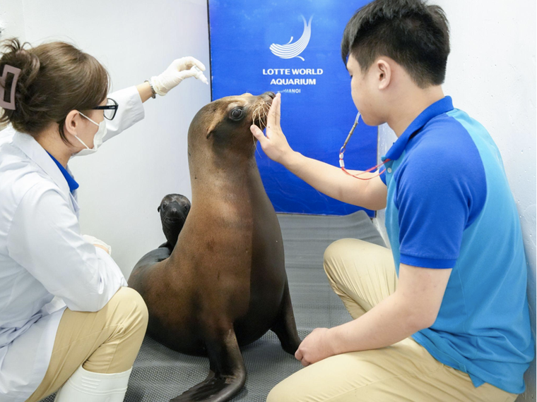 Chú sư tử biển California đầu tiên chào đời tại Việt Nam ảnh 3