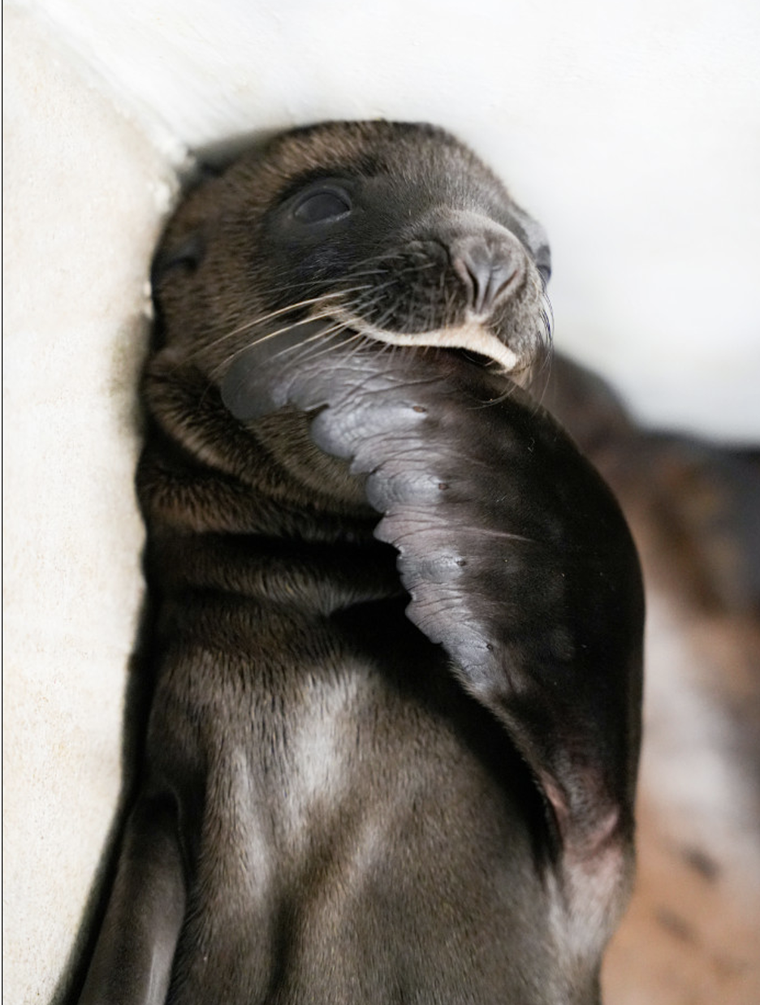 Chú sư tử biển California đầu tiên chào đời tại Việt Nam ảnh 4