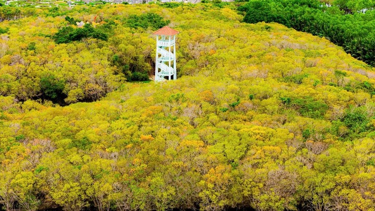Vẻ đẹp thơ mộng rừng ngập mặn Rú Chá mùa thay lá ảnh 1
