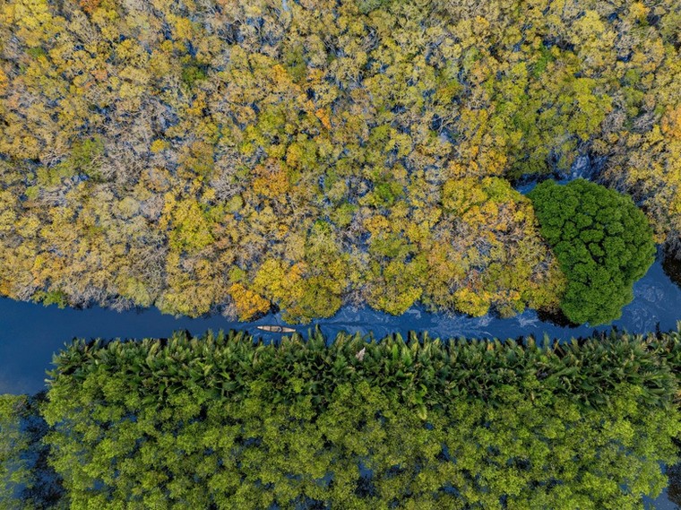 Vẻ đẹp thơ mộng rừng ngập mặn Rú Chá mùa thay lá ảnh 2