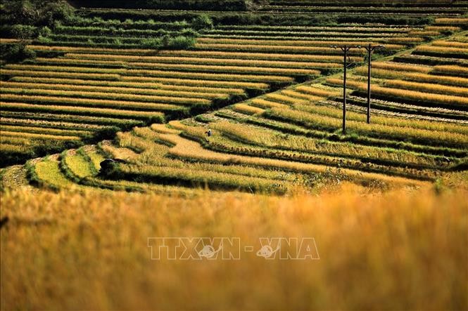 Mùa lúa chín trên những thửa ruộng bậc thang Miền Đồi ảnh 4