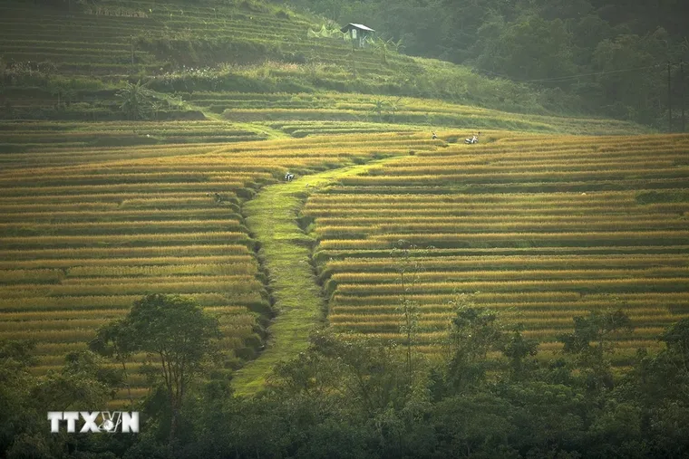 Mùa lúa chín trên những thửa ruộng bậc thang Miền Đồi ảnh 3