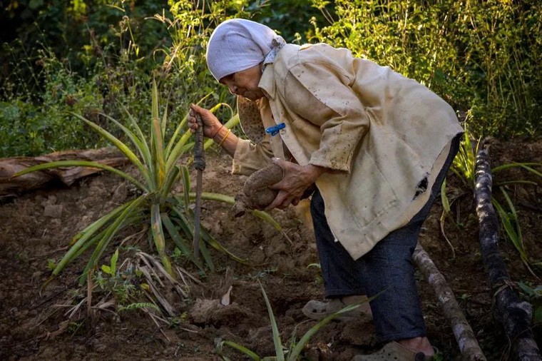 Cơn sốt khoai mỡ tại Mỹ và nỗi lo của người dân Philippines ảnh 3