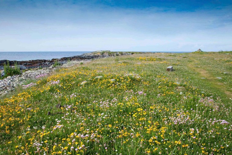 Giấc mơ hoa trên những hòn đảo Scotland thơ mộng ảnh 2