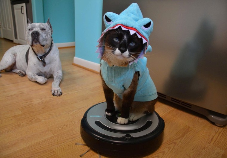 “Cha đẻ” Roomba tái xuất với dự án robot thú cưng tích hợp AI đầy tham vọng ảnh 2