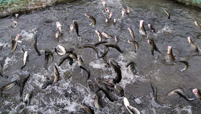 Anh nông dân Cần Thơ gọi cả vạn con cá lóc nhảy múa trên mặt nước ảnh 5