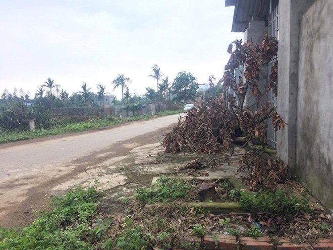 Dân Hà Nội xin để lại cây xanh, lãnh đạo xã quyết chặt để dẹp vỉa hè ảnh 1