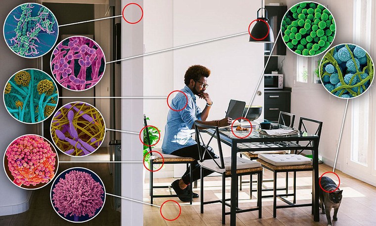 Phương pháp lạ bài trừ vi khuẩn, nấm mốc trong nhà ảnh 1