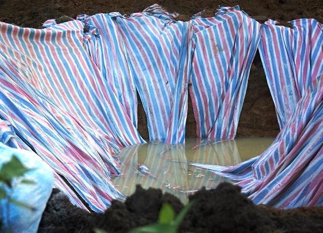 Đóng bì chôn hàng nghìn con lợn bị chết đuối ở Thanh Hóa ảnh 1