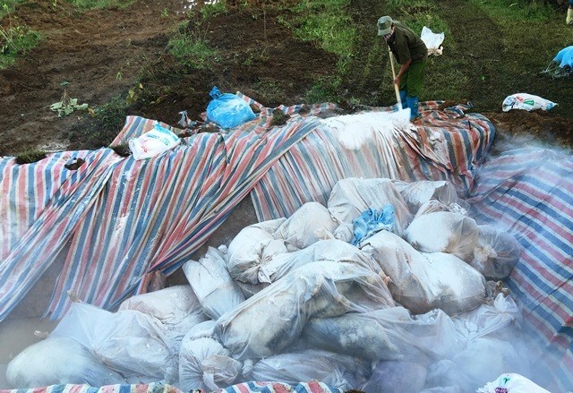 Đóng bì chôn hàng nghìn con lợn bị chết đuối ở Thanh Hóa ảnh 2