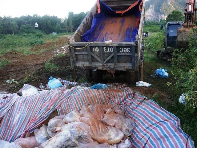 Đóng bì chôn hàng nghìn con lợn bị chết đuối ở Thanh Hóa ảnh 7