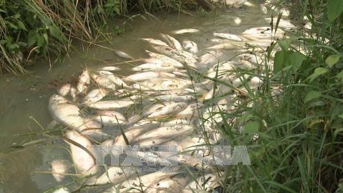 Quảng Ngãi điều tra nguyên nhân khiến cá chết hàng loạt ảnh 1