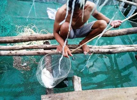 Cá lồng chết bất thường ở Lăng Cô: Yêu cầu doanh nghiệp nghiêm túc bảo vệ môi trường ảnh 1