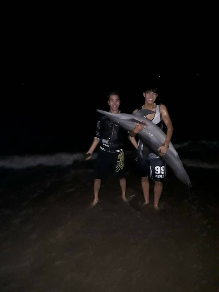 Xác minh việc người dân xẻ thịt cá heo trên bờ biển Đồ Sơn ảnh 1