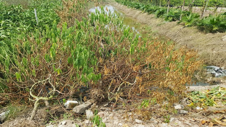 Đau đớn nhìn đào Tết chết khô ở Thái Bình ảnh 2