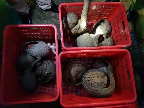 Kho tê tê, rắn hổ mang chúa, khỉ đuôi dài 'khủng' trái phép tại nhà dân ảnh 1