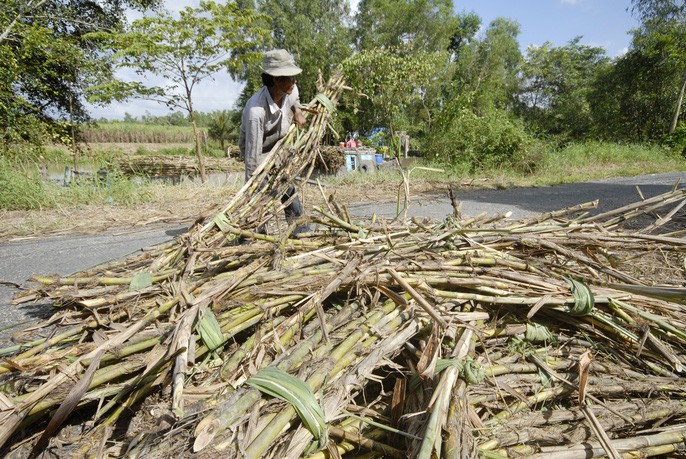 Nông dân trồng mía miền Tây “đỏ mắt” tìm nhân công và thương lái ảnh 1