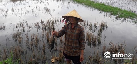 Quảng Bình: Hàng trăm ha đất lúa nhiễm mặn, dân cầu trời mưa ảnh 1
