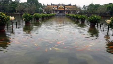 Nước dâng cao, du khách thích thú ngắm cá chép bơi tung tăng trong Đại nội Huế ảnh 1