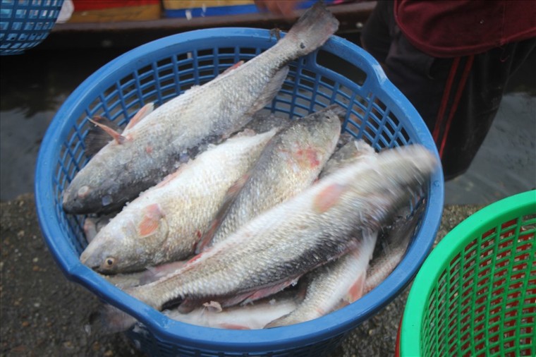 Thừa Thiên-Huế: Cá lồng chết từ sông ra đến cửa biển ảnh 2