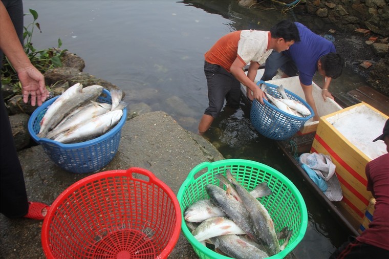 Thừa Thiên-Huế: Cá lồng chết từ sông ra đến cửa biển ảnh 3