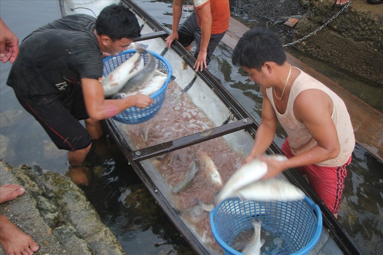 Thừa Thiên-Huế: Cá lồng chết từ sông ra đến cửa biển ảnh 6