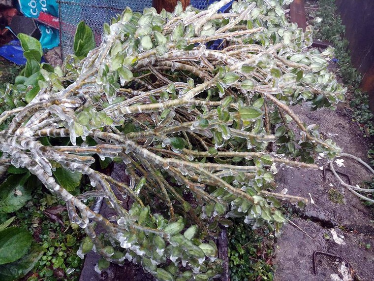 Cận 0 độ, đỉnh Phia Oắc ở Cao Bằng đông cứng băng tuyết ảnh 1