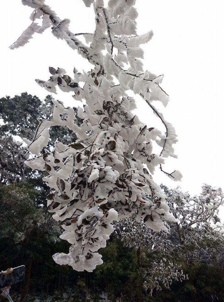 Cận 0 độ, đỉnh Phia Oắc ở Cao Bằng đông cứng băng tuyết ảnh 2