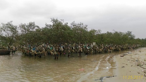 Nghệ An: Rác thải phủ ngập rừng bần ven đê sông Lam ảnh 1