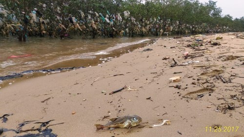 Nghệ An: Rác thải phủ ngập rừng bần ven đê sông Lam ảnh 4