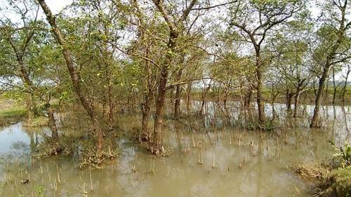 Nghệ An: Rác thải phủ ngập rừng bần ven đê sông Lam ảnh 6